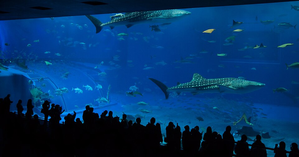 美ら海水族館