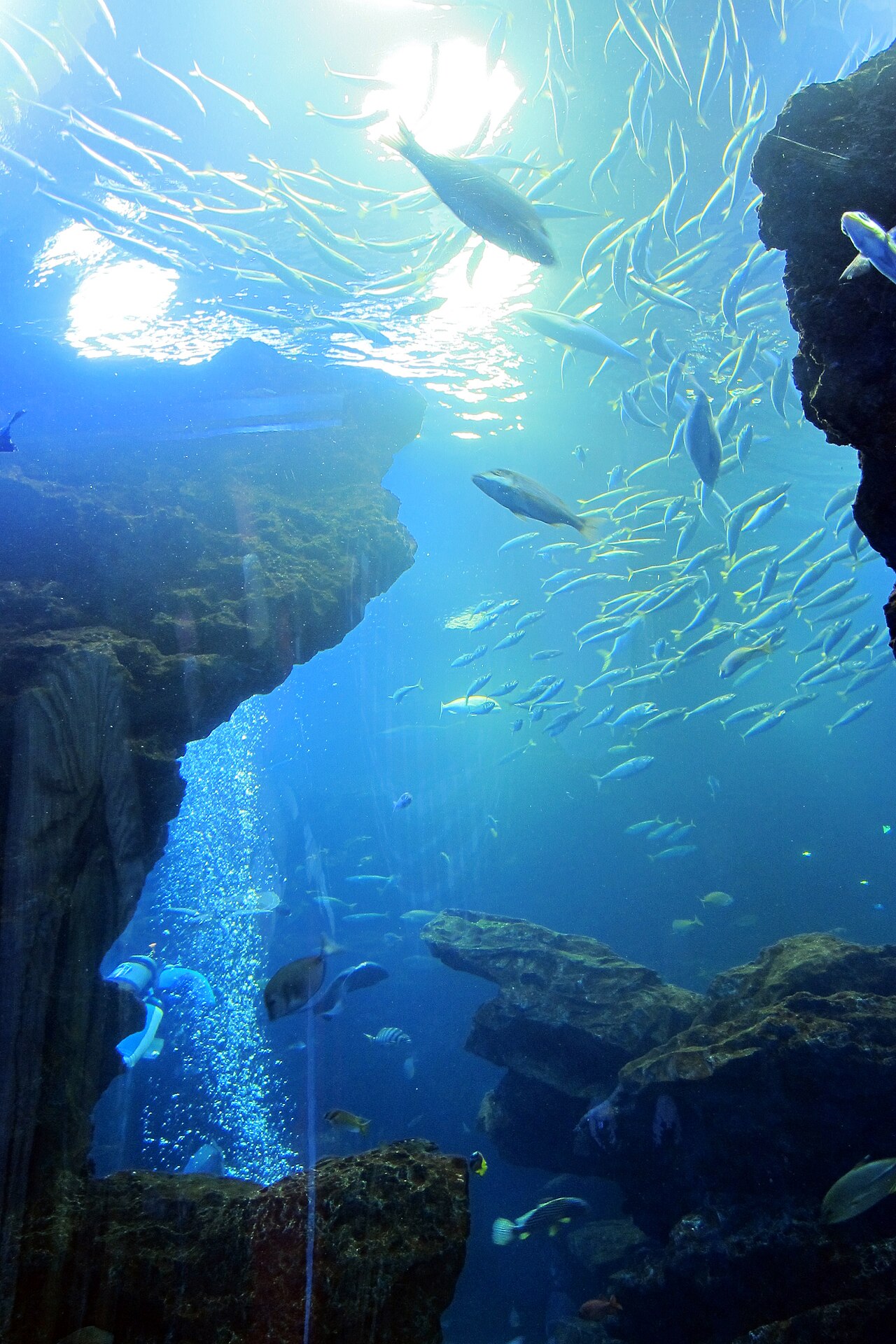 京都水族館
