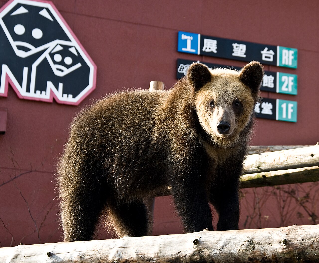のぼりべつクマ牧場